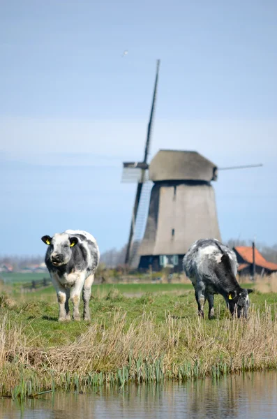 Zwei Kühe und eine Windmühle — Stockfoto