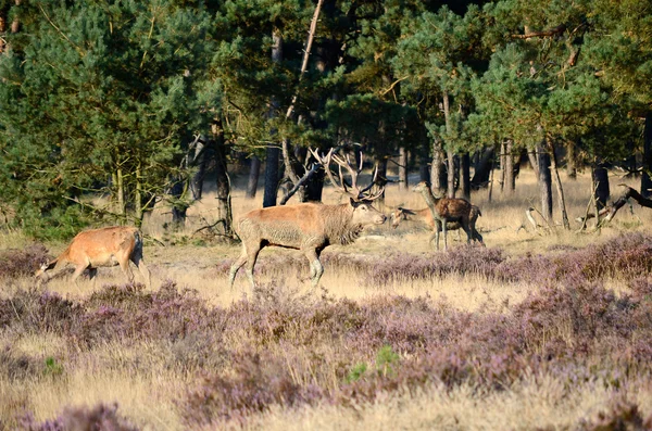 Rothirsch im Wald — Stockfoto