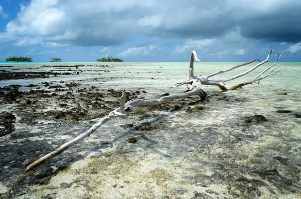 Dead wood — Stock Photo, Image