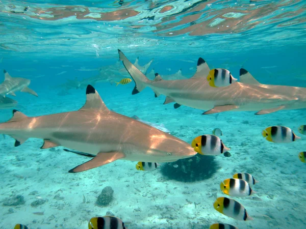 Scuba diving with sharks — Stock Photo, Image