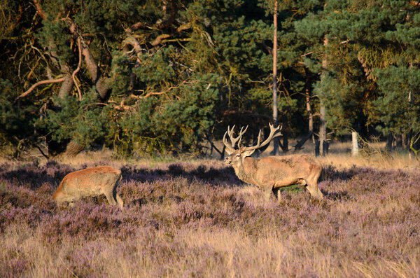 Stag and hind