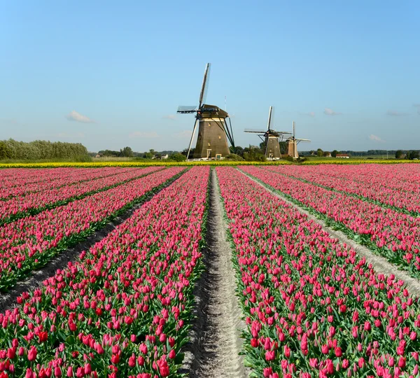 Tulpaner och väderkvarnar i holland — Stockfoto