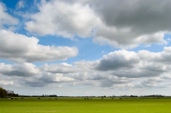 Prado con cielo holandés —  Fotos de Stock