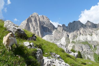 dağ keçilericabras de montaña