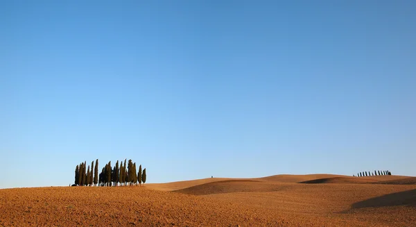 Cypress tree Tuscany landscape — Stock Photo, Image