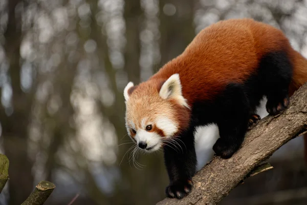 Röd panda — Stockfoto