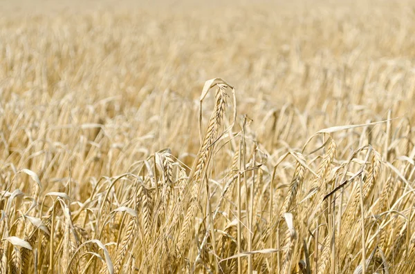Campo de trigo fondo —  Fotos de Stock