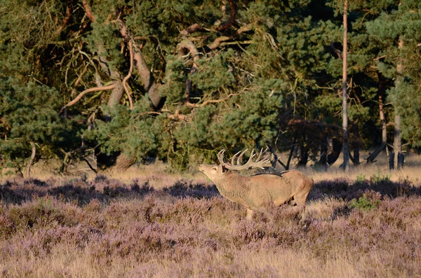 Red deer met geweien — Stockfoto