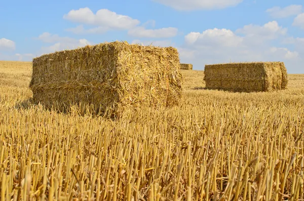 Straw bale drying in the sun — Stock Photo, Image