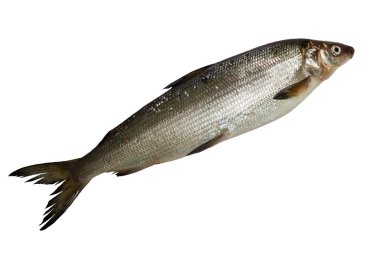 fresh whitefish clipart