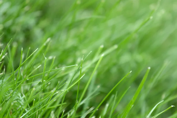 Canted green grass close-up — Stock Photo, Image