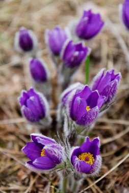 kardelen, pasqueflower ya da Rüzgar-çiçek doğada