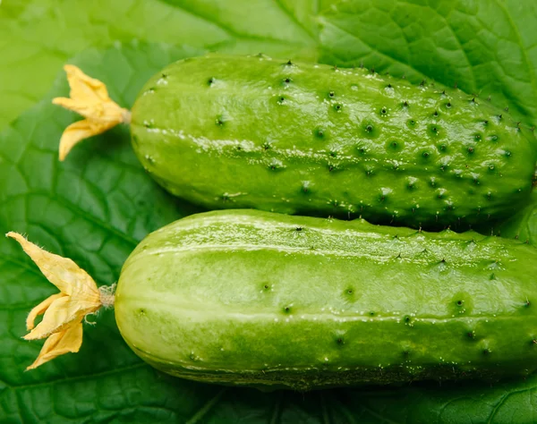 Two fresh cucumber — Stock Photo, Image