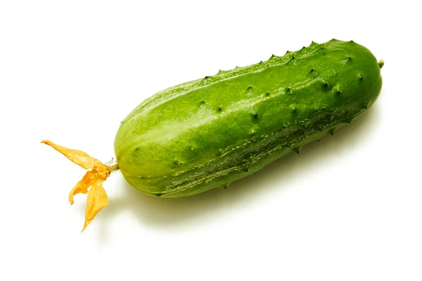 Cucumber with a flower on a white background — Stock Photo, Image