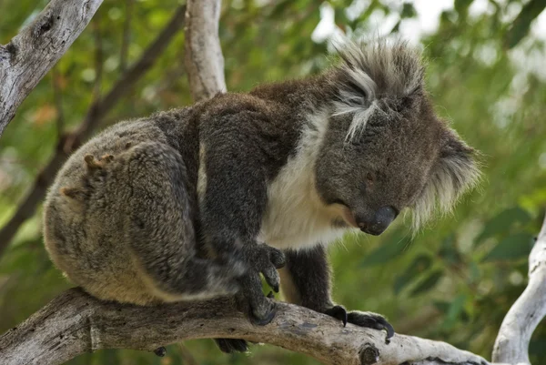 Aussie Koala — Stock Photo, Image