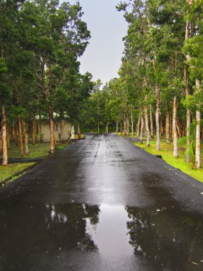 Ormana giden yol.