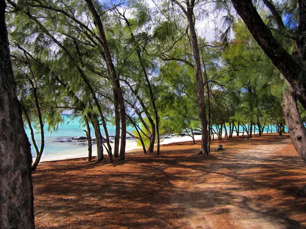 Маврикий пляж — стоковое фото