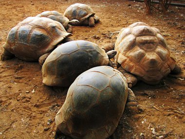 Mauritius dev kaplumbağa