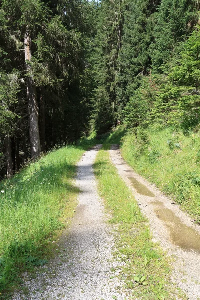 Ścieżka na alpejskiego lasu — Zdjęcie stockowe