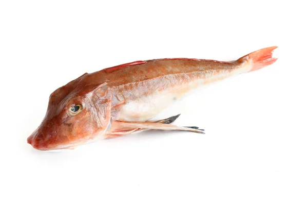 Tub gurnard fish - gallinella di mare — Stock Photo, Image