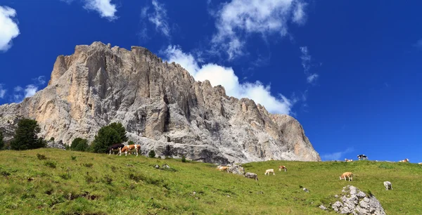 Cows beneath Sassolungo mount — Stock Photo, Image