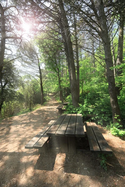 Footpath on the wood — Stock Photo, Image