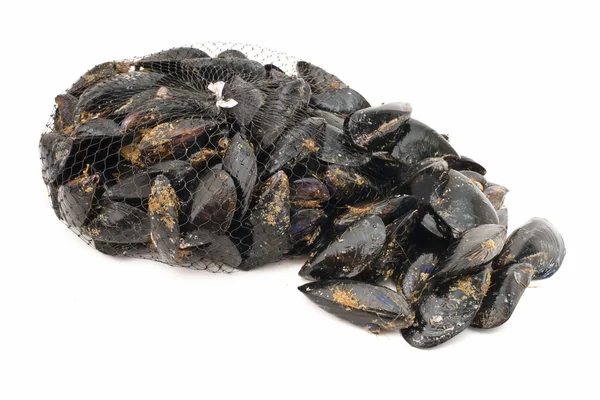 Mussels over white — Stock Photo, Image