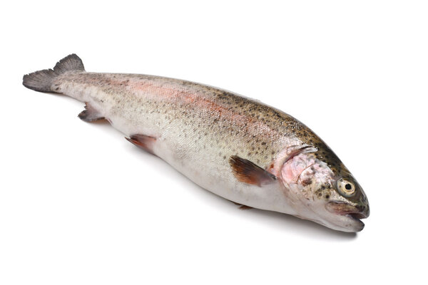 Rainbow trout