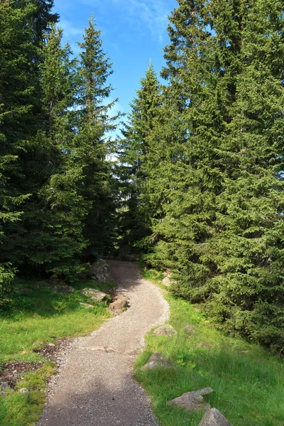 Alpine footpath — Stock Photo, Image