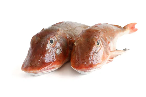 Due vasche gurnard fish - gallinelle di mare — Foto Stock