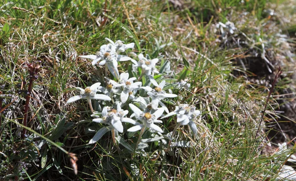 Group of edelweiss — Stock Photo, Image