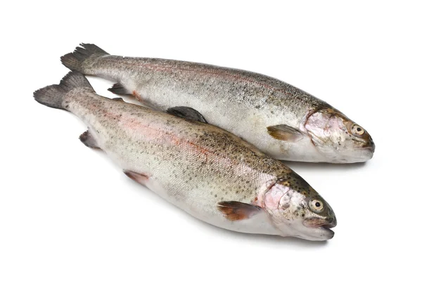 Two rainbow trouts — Stock Photo, Image