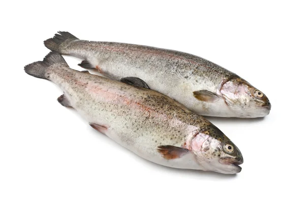 Two rainbow trouts Royalty Free Stock Images