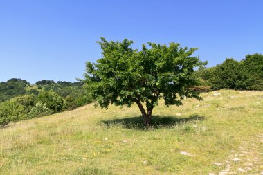 tepenin üzerinden kayın