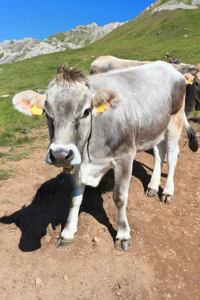 Cow on Dolomites — Stock Photo, Image