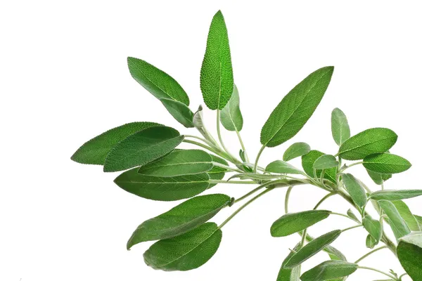 Sage over white — Stock Photo, Image