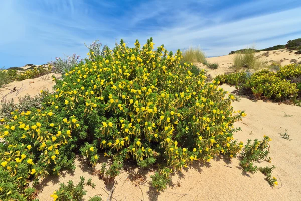 Sardegna - dune fiorite — Foto Stock