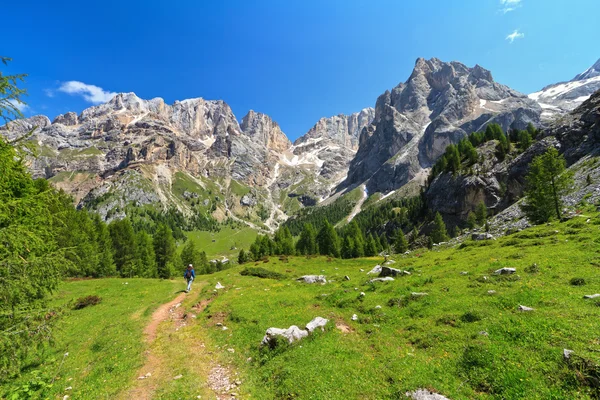 Dolomiti - krajina v contrin údolí — Stock fotografie