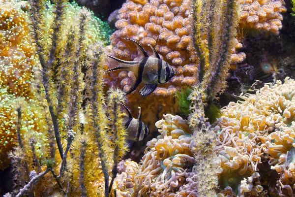 Птерогональна риба в акваріумі — стокове фото