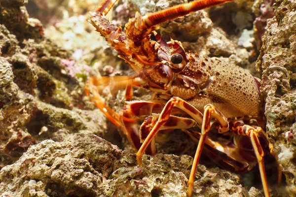 Lobster in aquarium — Stock Photo, Image