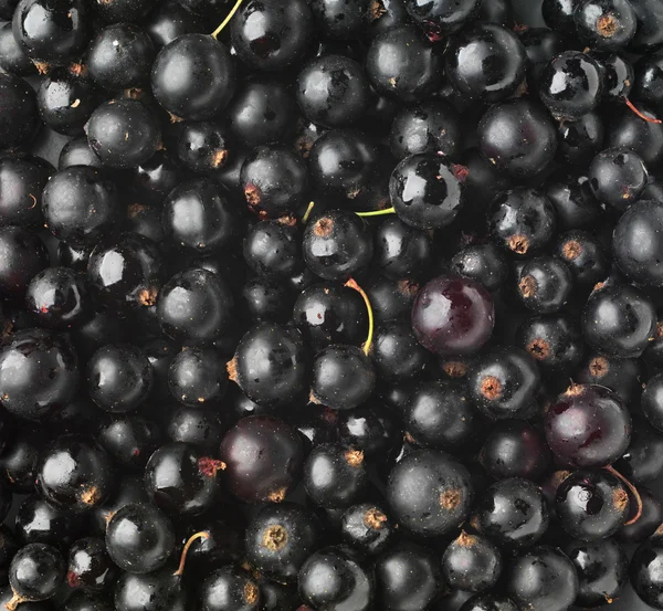 Schwarze Johannisbeere Hintergrund — Stockfoto