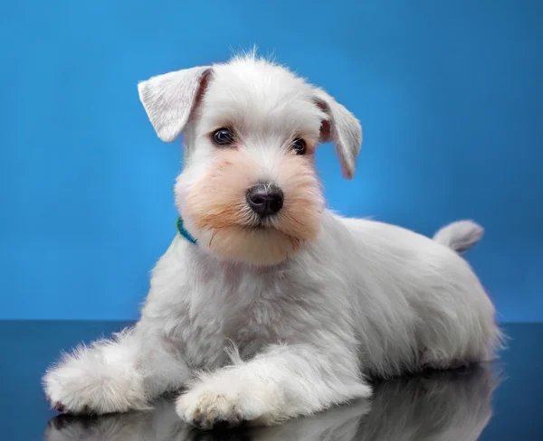 Cachorrinho schnauzer em miniatura branca — Fotografia de Stock