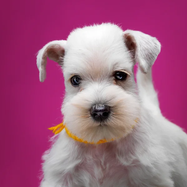 Beyaz minyatür schnauzer köpek yavrusu — Stok fotoğraf