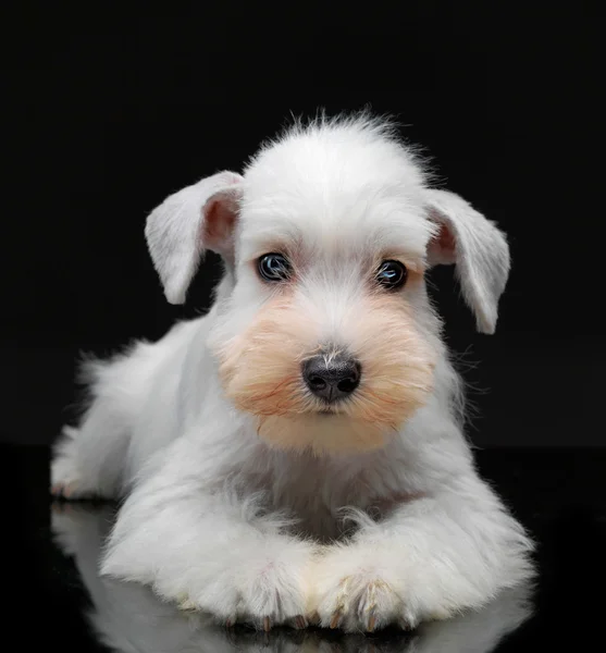 Beyaz minyatür schnauzer köpek yavrusu — Stok fotoğraf