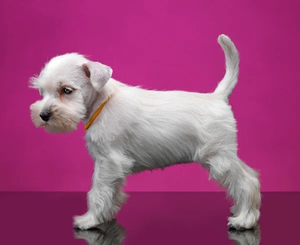 Beyaz minyatür schnauzer köpek yavrusu — Stok fotoğraf