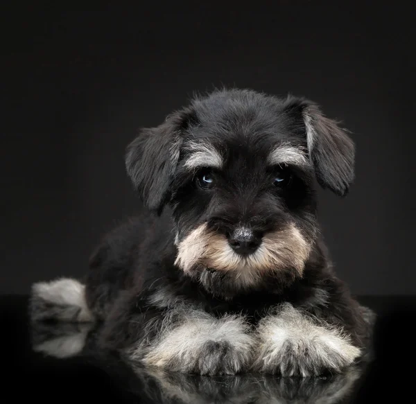 Argento miniatura schnauzer cucciolo — Foto Stock
