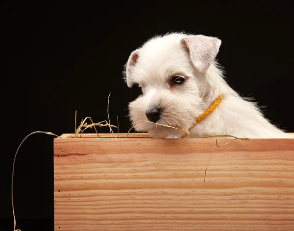 Cachorrinho Schnauzer em miniatura — Fotografia de Stock