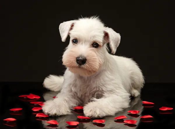 Minyatür schnauzer köpek yavrusu — Stok fotoğraf