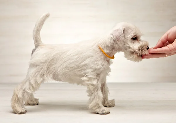 Миниатюрный шнауцеровый щенок — стоковое фото