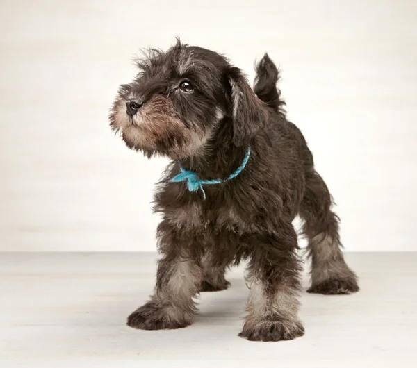 Miniature schnauzer puppy — Stock Photo, Image